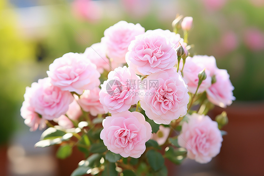 缤纷艳丽的粉色花朵图片