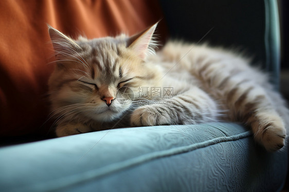 沙发上睡觉的宠物猫咪图片