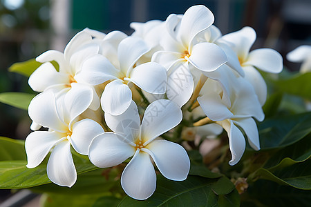 春季花园中绽放的白色花朵图片