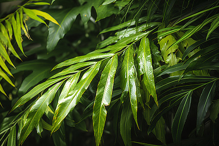 热带雨林中的绿色植物图片