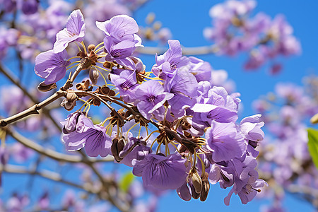 美丽的紫色樱花花朵图片