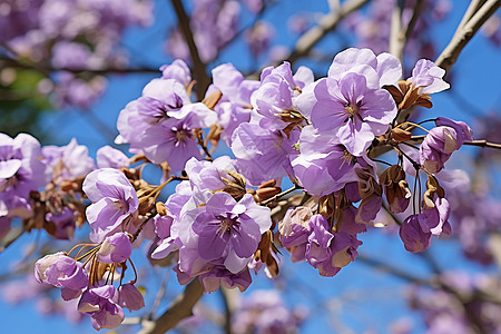 春季花园中绽放的樱花花朵图片