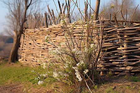 乡村传统的柳条篱笆墙图片