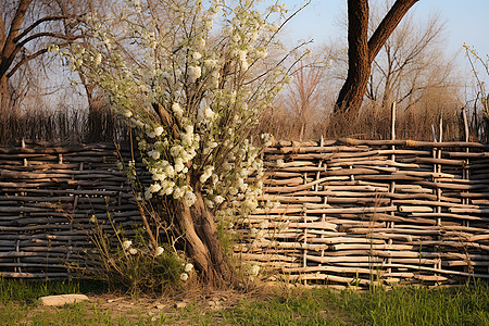 春季乡村编织的篱笆墙图片