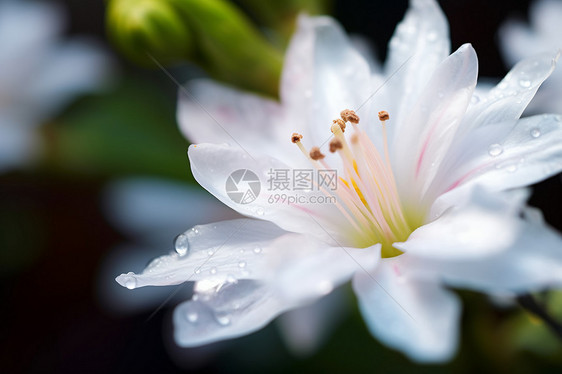 雨后盛开的白花图片