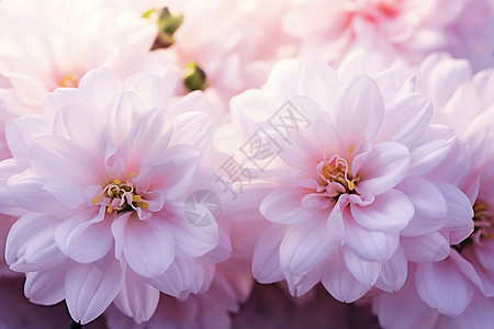 清新自然的粉色花朵图片