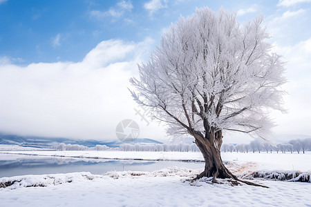 冬季雪后的原野景观高清图片