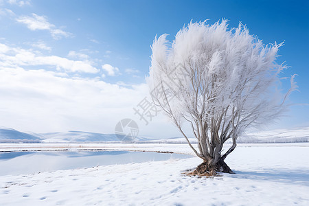 冬季田野中霜冻的树木图片
