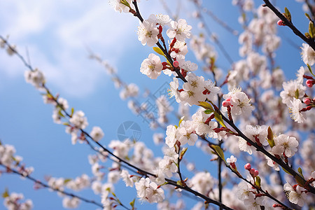 春季户外绽放的美丽樱花图片