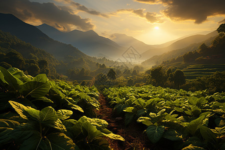 乡村农业种植的土豆田野图片