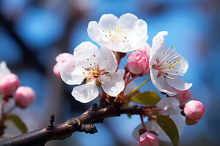 微距的花卉微距日本樱花高清图片