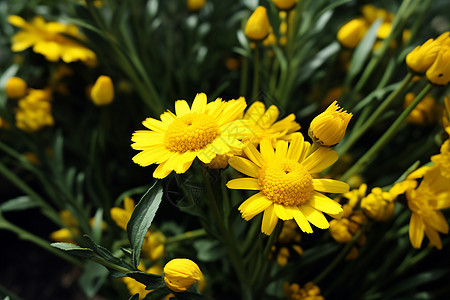 夏日黄色的小花图片
