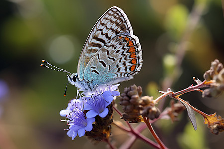 美丽的花间蝴蝶图片