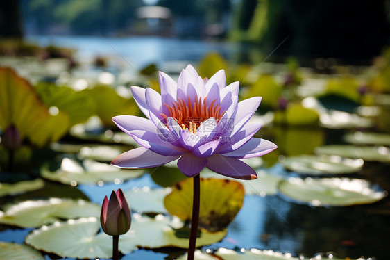 池塘矗立的莲花图片