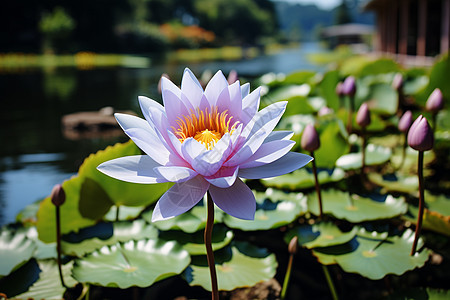 池塘里的莲花图片