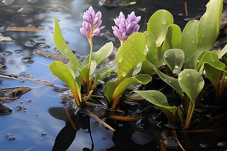 水培风信子池塘中的花草背景