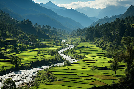 美景风景的稻田图片