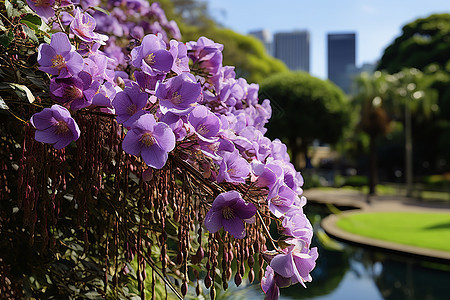 紫色花朵的植物背景图片