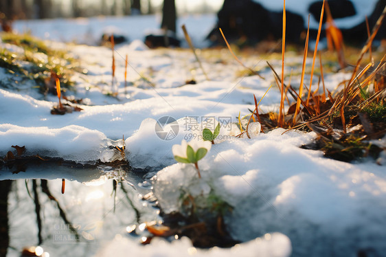 白雪覆盖的草地图片