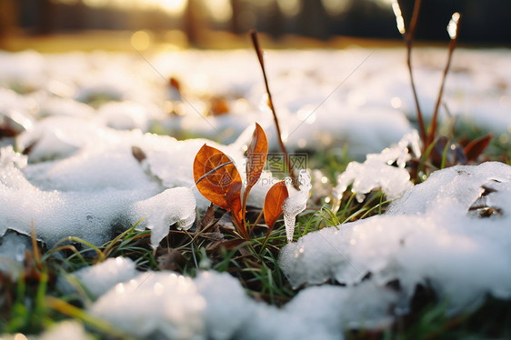 冰雪封冻的草地图片