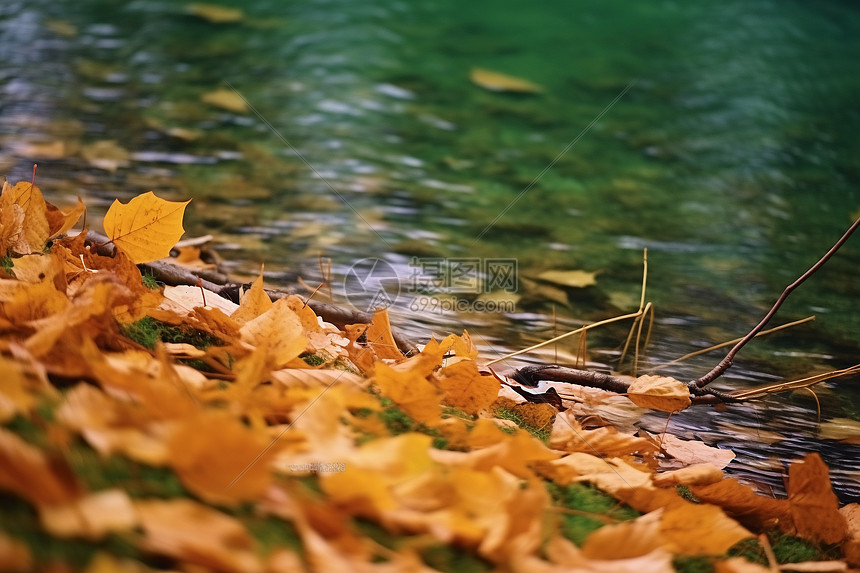 秋日湖畔的落叶之美图片