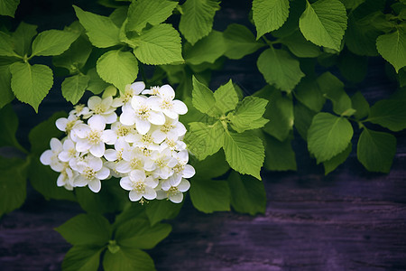 户外盛开的美丽白色花朵图片