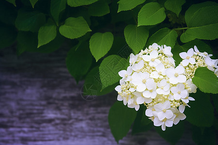 盛开的美丽白色花朵图片