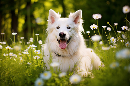 草地中可爱的小狗背景图片