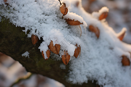 树枝上的冰雪图片