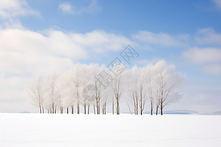 冰雪覆盖的树木风景图片