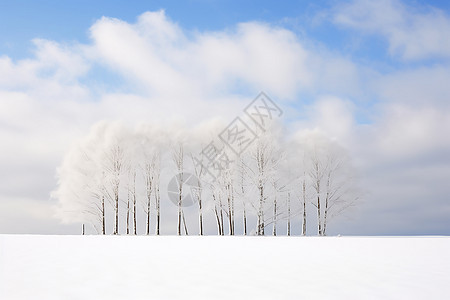 冰雪覆盖的树木图片