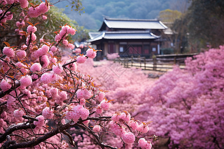 户外的建筑物和樱花树图片