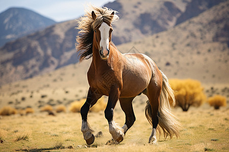 草原中奔驰的马儿图片