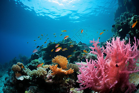 海底的珊瑚礁和鱼类图片