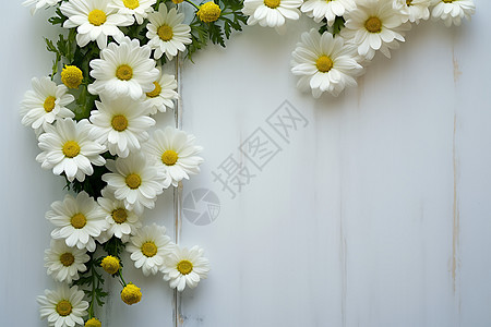 白色的植物菊花图片