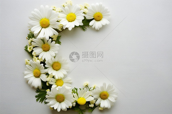 墙壁上的植物菊花图片