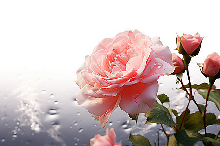 绽放的粉玫瑰图片