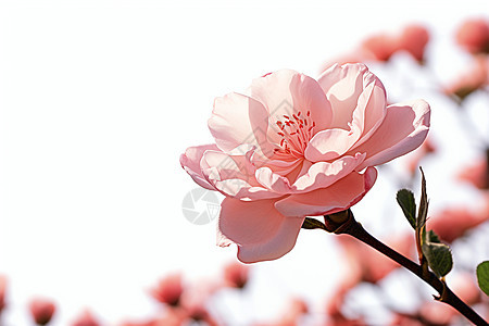 浪漫的粉玫瑰图片