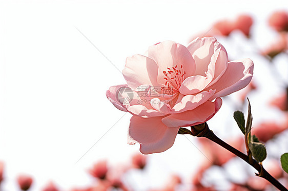 浪漫的粉玫瑰图片