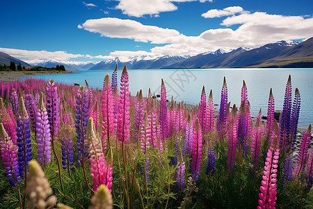 唯美紫色湖畔湖畔绽放的花朵背景