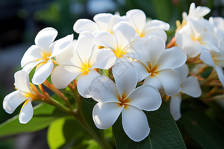 绽放的白色花朵图片