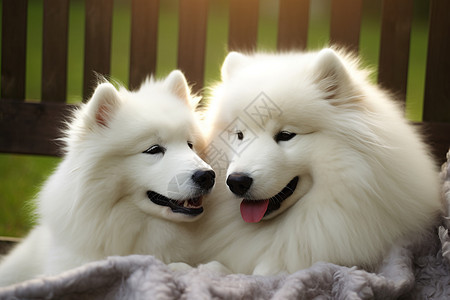 两只白色的狗狗图片