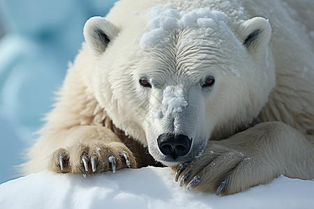 雪地的白色北极熊图片