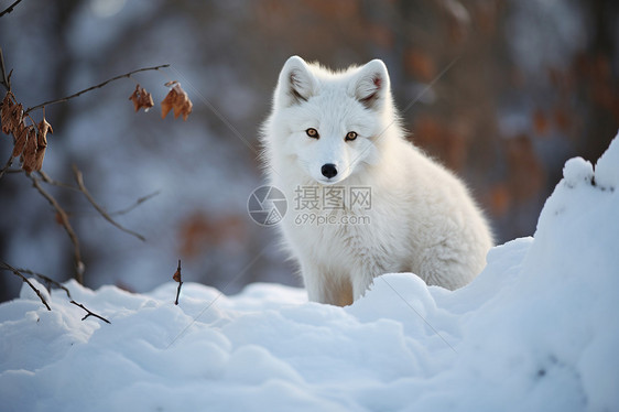 白色狐狸在雪地中图片