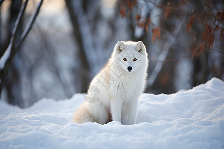 冬日森林中的狐狸图片