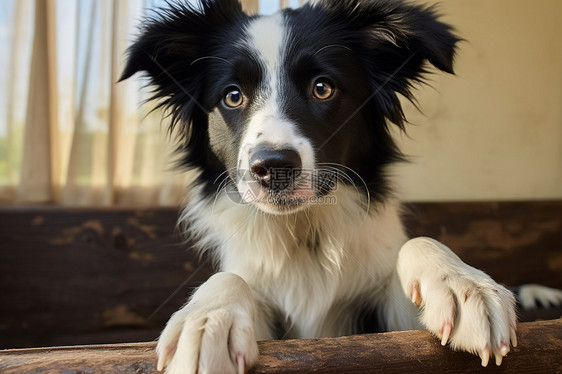 趴在木头上的牧羊犬图片