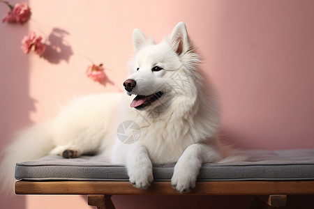 长椅上一只可爱的白狗图片