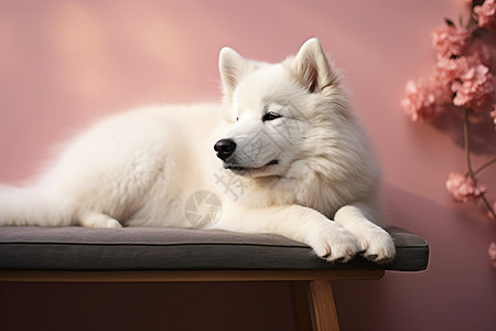 白色萨摩耶犬靠墙休息图片