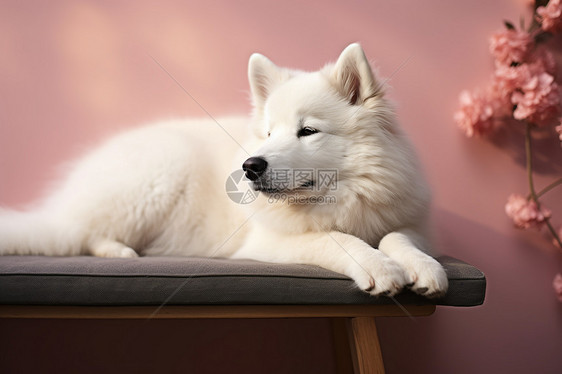 白色萨摩耶犬靠墙休息图片