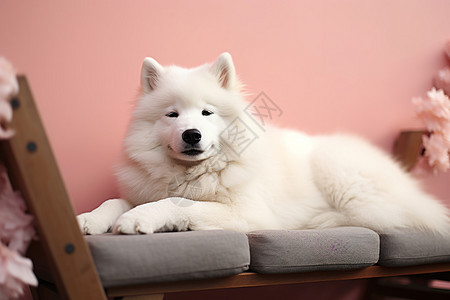 白色萨摩耶犬躺在墙边图片